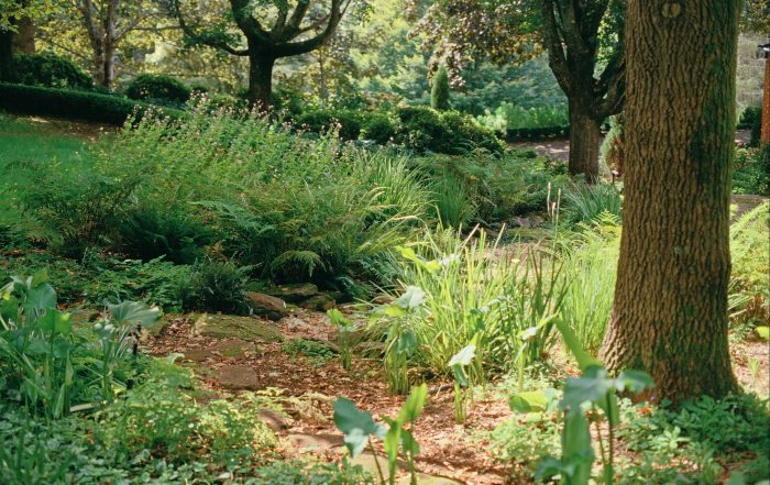 Woodland garden with tall tree trunks, ferns and understorey planting in the Southern Highlands