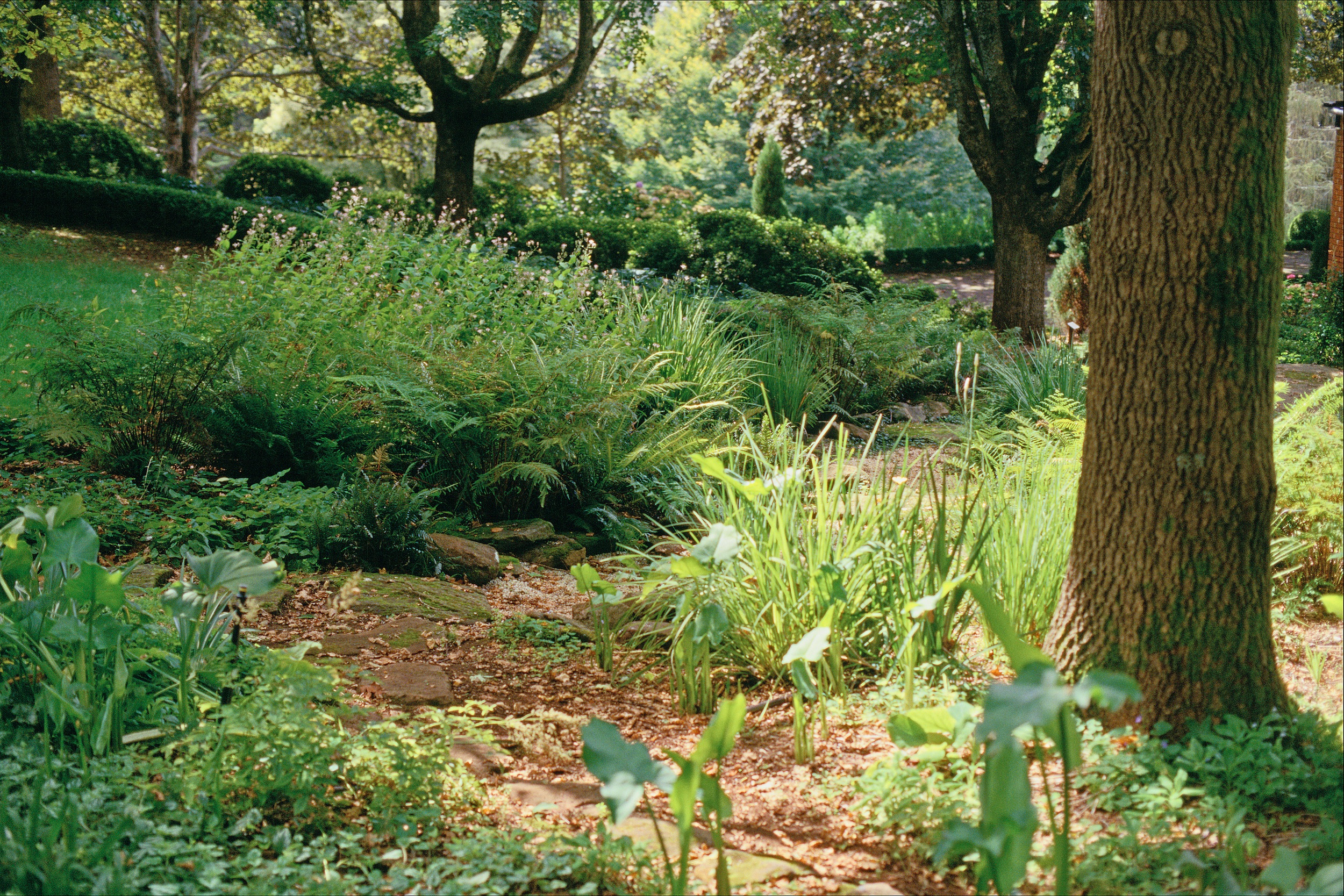 Woodland garden with tall tree trunks, ferns and understorey planting in the Southern Highlands