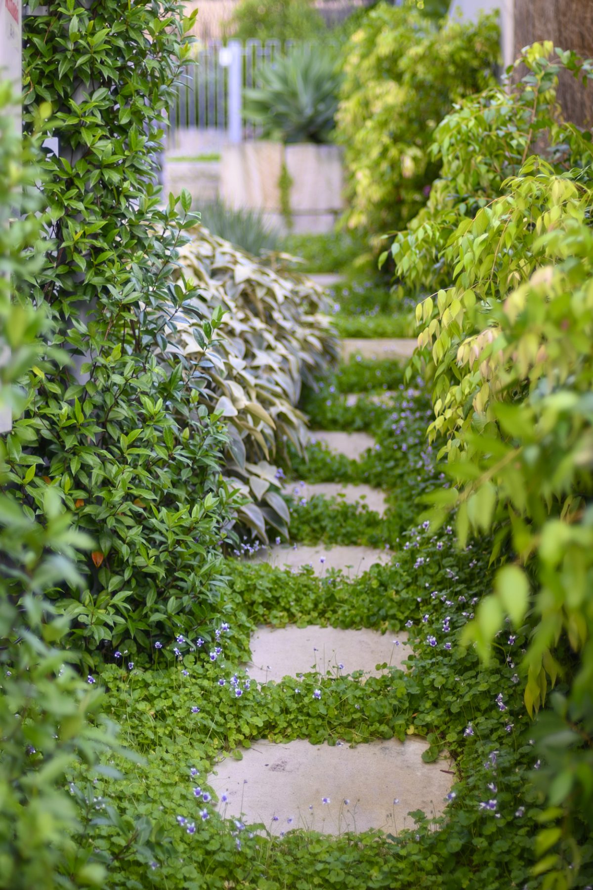 Stepping stone path through dense planting in a narrow Sydney garden