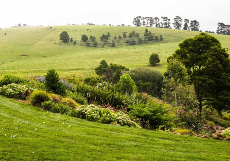 Mown lawn and low mixed planting sloping down to open grazing paddocks